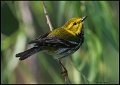 _6SB1709 black-throated green warbler